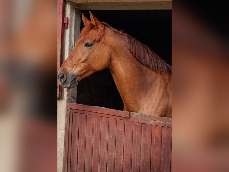 KWPN Mare 10 years 17 hh Chestnut in Seine et Marne