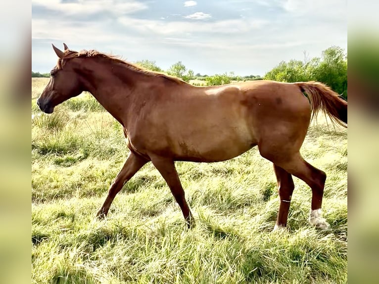 KWPN Mare 10 years 17 hh Chestnut-Red in Le Teich