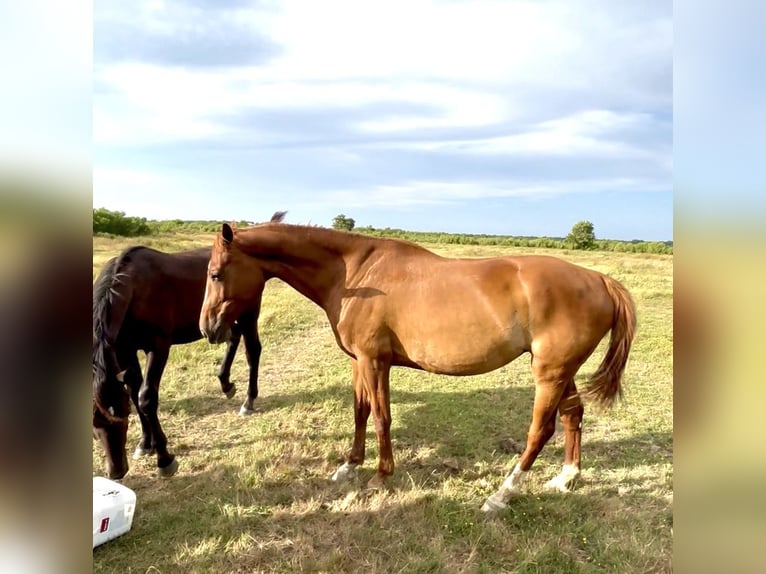 KWPN Mare 10 years 17 hh Chestnut-Red in Le Teich
