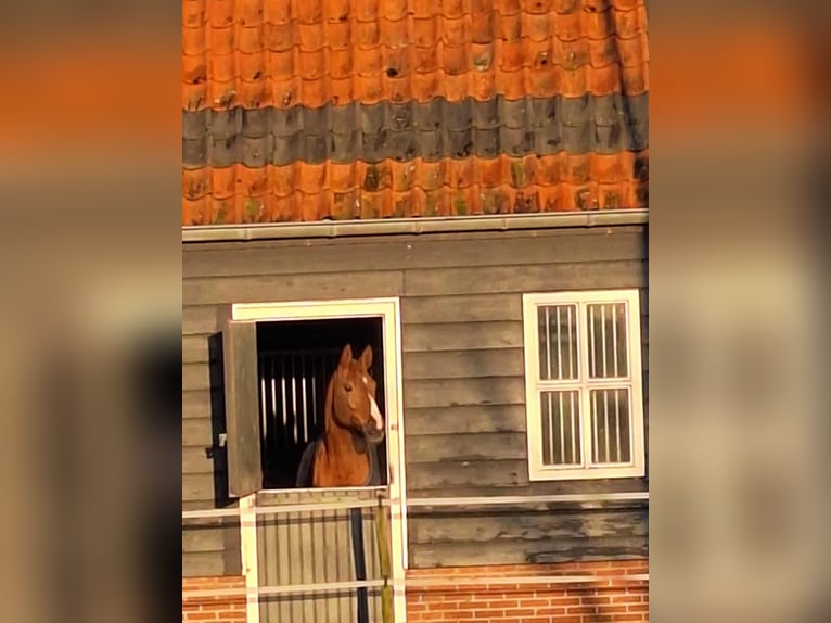KWPN Mare 10 years 17 hh Chestnut-Red in Sint-Maartensdijk