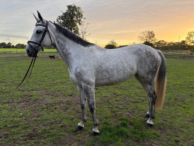 KWPN Mare 10 years 17 hh  in Herzlake