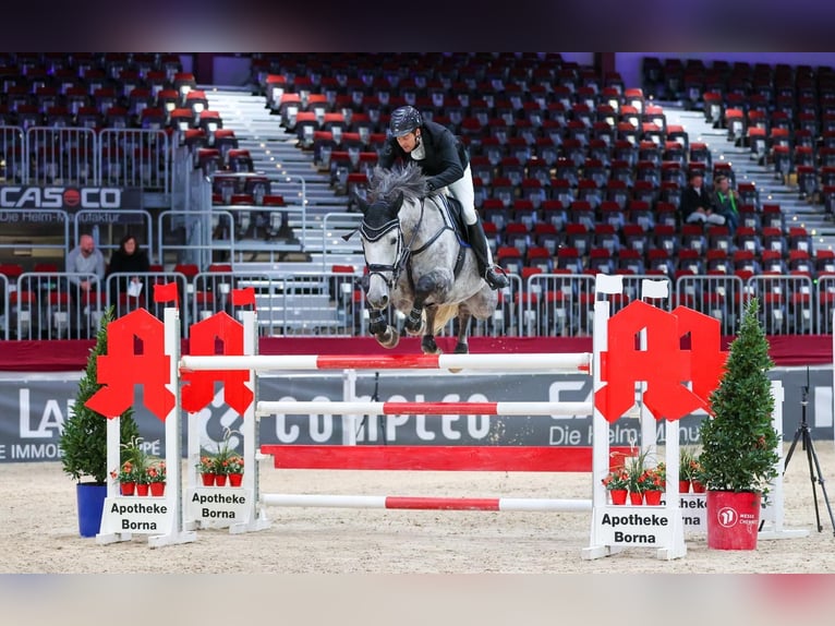 KWPN Mare 10 years 17,1 hh Grey-Fleabitten in Leisnig