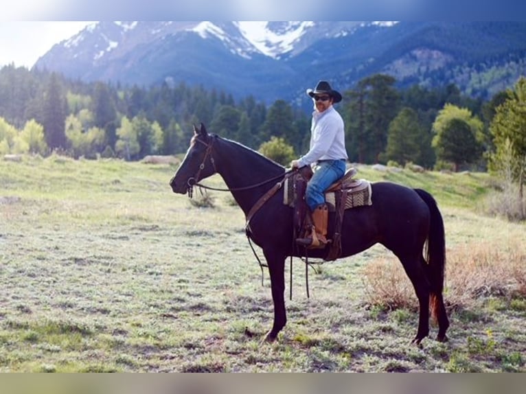 KWPN Mare 10 years Black in Fort Collins, CO