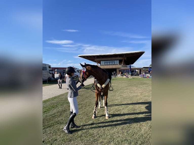 KWPN Mare 10 years Brown-Light in Osnabrück