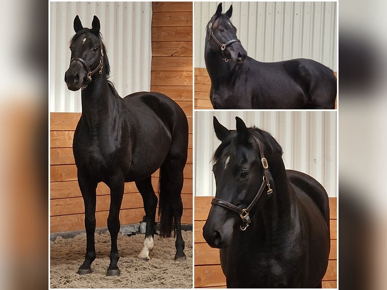 KWPN Mare 10 years in Den Ham KWPN Mare 10 years in Den Ham