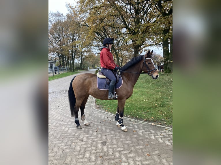 KWPN Mare 11 years 15,2 hh Brown in Negernbötel