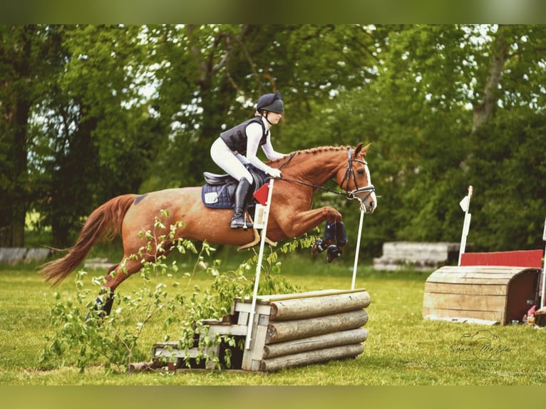 KWPN Mare 11 years 15.2 hh Chestnut-Red in Soltau