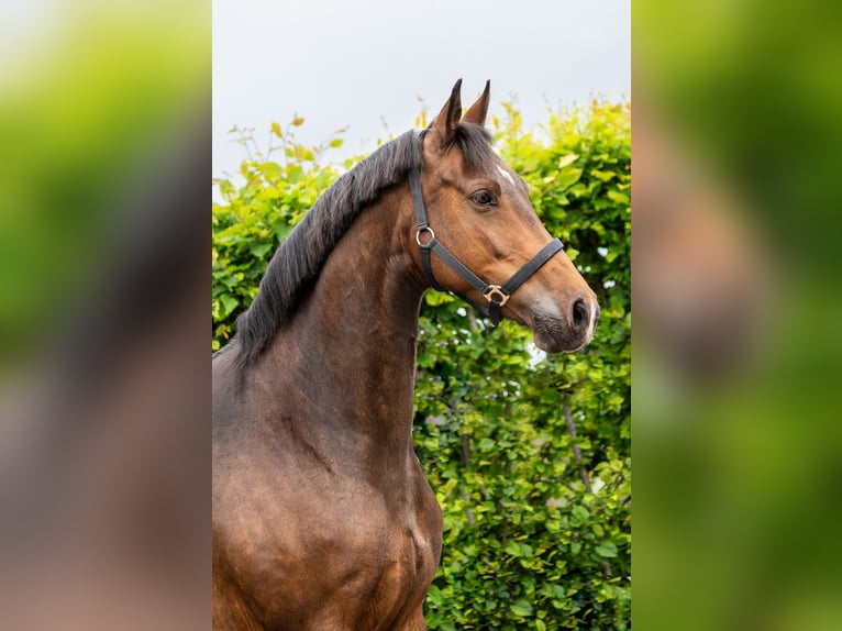 KWPN Mare 11 years 15,3 hh Brown in Kalmthout