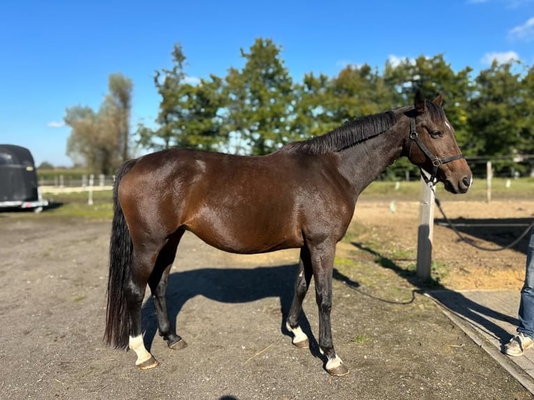 KWPN Mare 11 years 15,3 hh Brown in Kalmthout