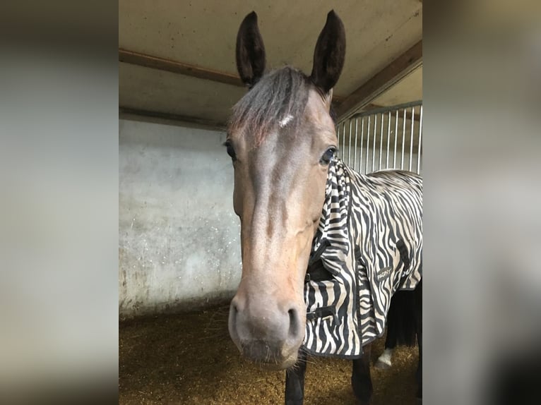 KWPN Mare 11 years 15,2 hh Bay-Dark in L&#xE4;hden