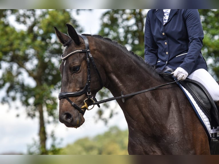 KWPN Mare 11 years 15,2 hh Bay-Dark in L&#xE4;hden