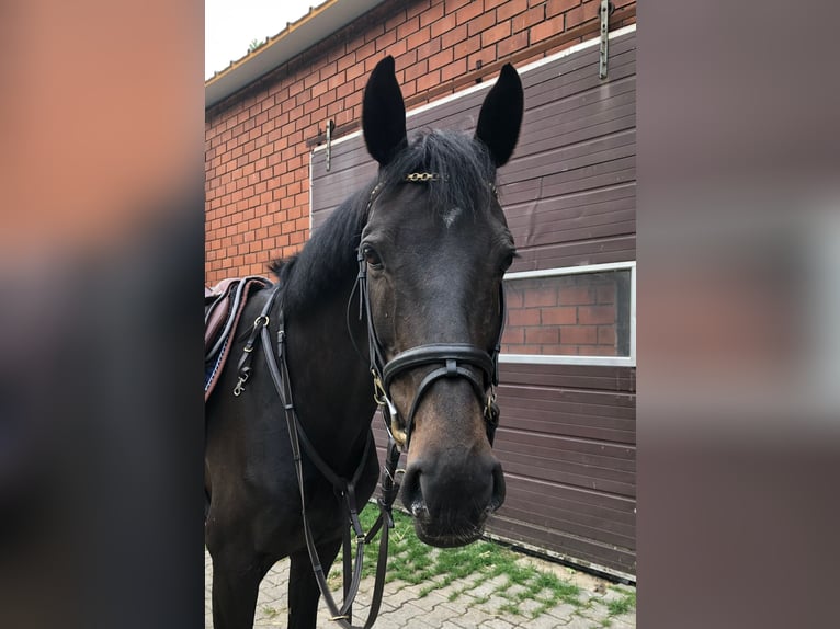KWPN Mare 11 years 15,2 hh Bay-Dark in L&#xE4;hden