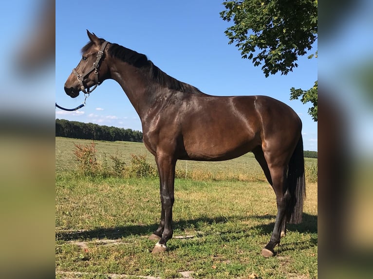 KWPN Mare 11 years 15,2 hh Bay-Dark in L&#xE4;hden
