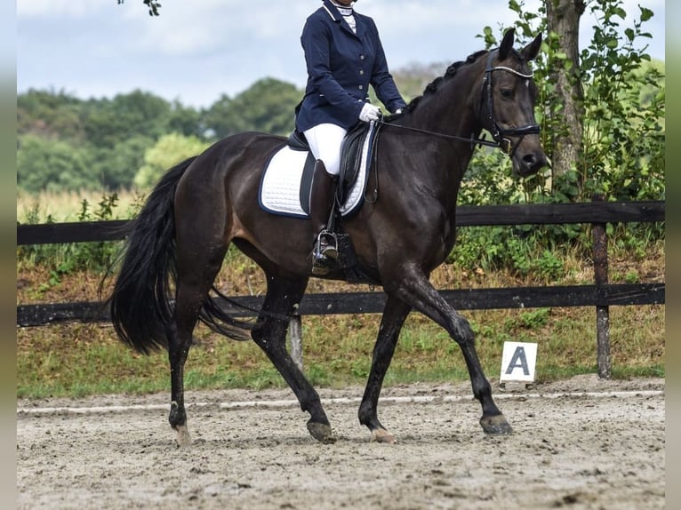 KWPN Mare 11 years 15,2 hh Bay-Dark in L&#xE4;hden