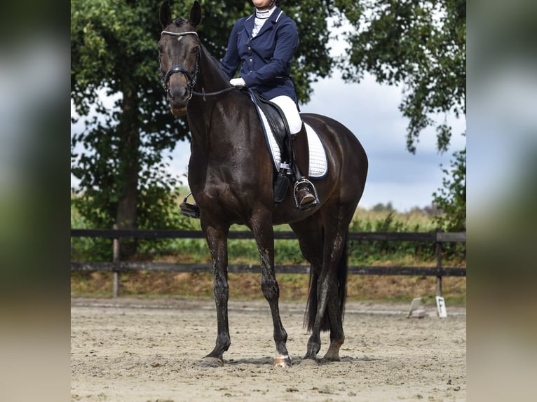 KWPN Mare 11 years 15,2 hh Bay-Dark in L&#xE4;hden