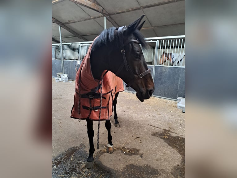 KWPN Mare 11 years 15,2 hh Bay-Dark in L&#xE4;hden