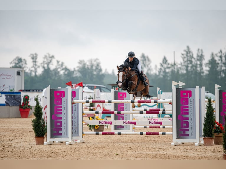 KWPN Mare 11 years 15,2 hh Bay in Prague