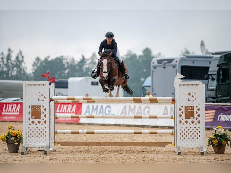 KWPN Mare 11 years 15,2 hh Bay in Prague