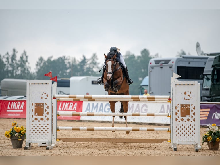 KWPN Mare 11 years 15,2 hh Bay in Prague