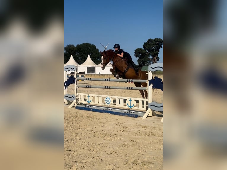 KWPN Mare 11 years 15,3 hh Chestnut-Red in Husum