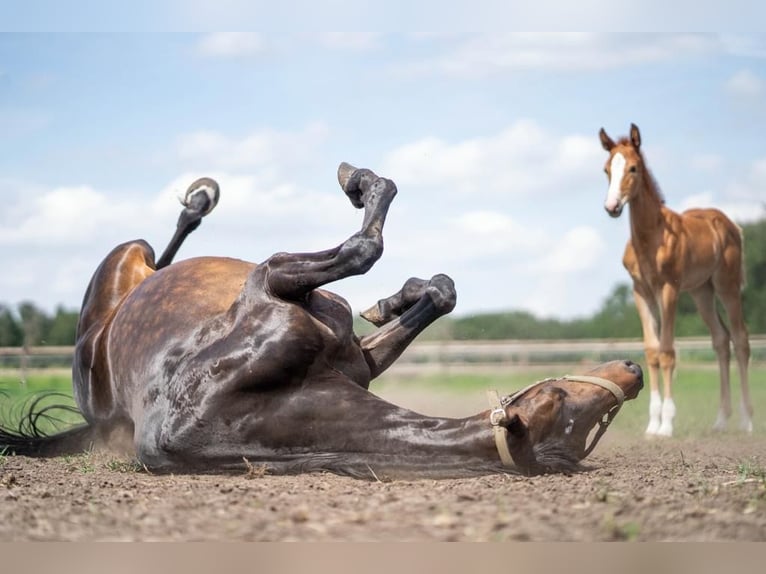 KWPN Mare 11 years 16,1 hh Bay-Dark in Glandorf