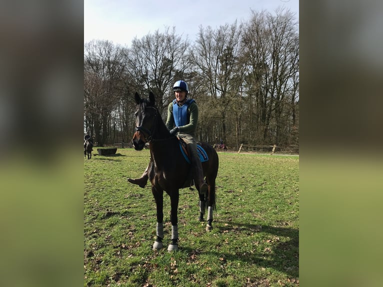 KWPN Mare 11 years 16,1 hh Bay-Dark in Glandorf