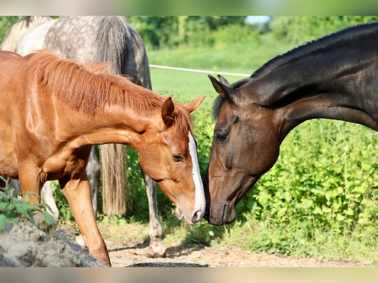 KWPN Mare 11 years 16,1 hh Bay-Dark in Glandorf