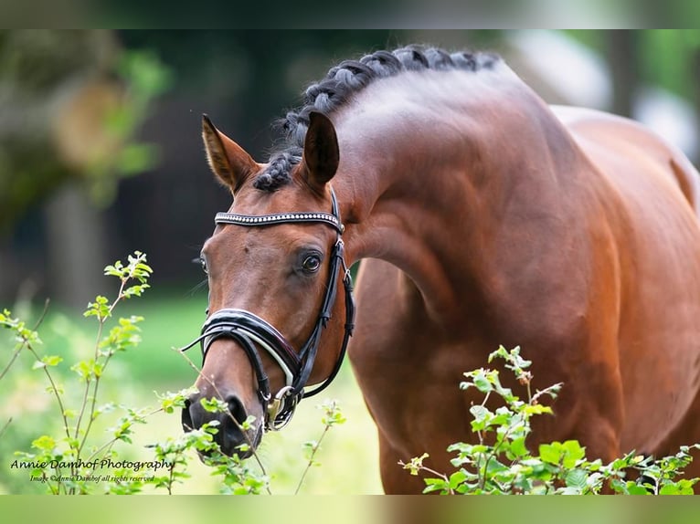 KWPN Mare 11 years 16.1 hh Brown in Boven-Leeuwen