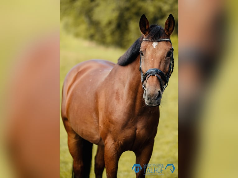 KWPN Mare 11 years 16,1 hh Brown in Korntal-Münchingen