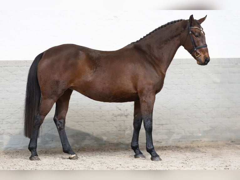 KWPN Mare 11 years 16,1 hh Brown in Heerde