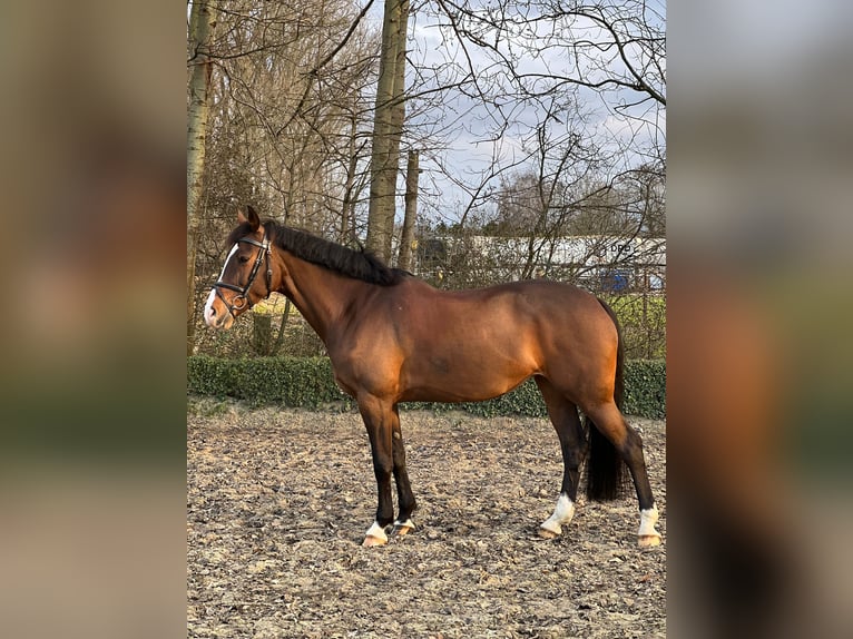 KWPN Mare 11 years 16,1 hh Brown in Willich