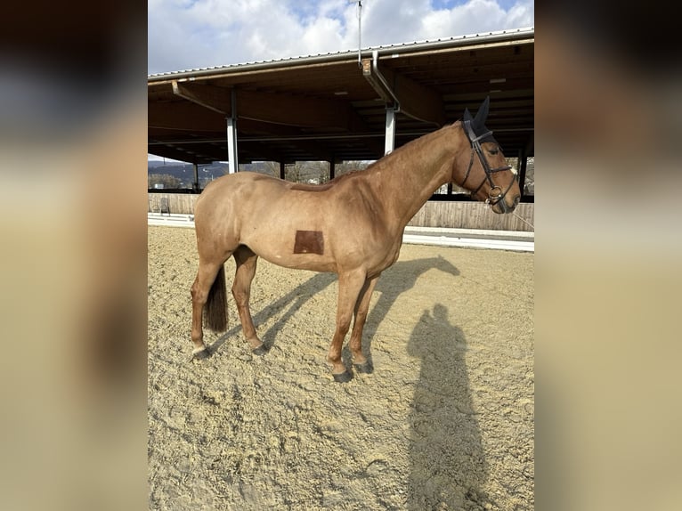 KWPN Mare 11 years 16.1 hh Chestnut-Red in Altstätten SG