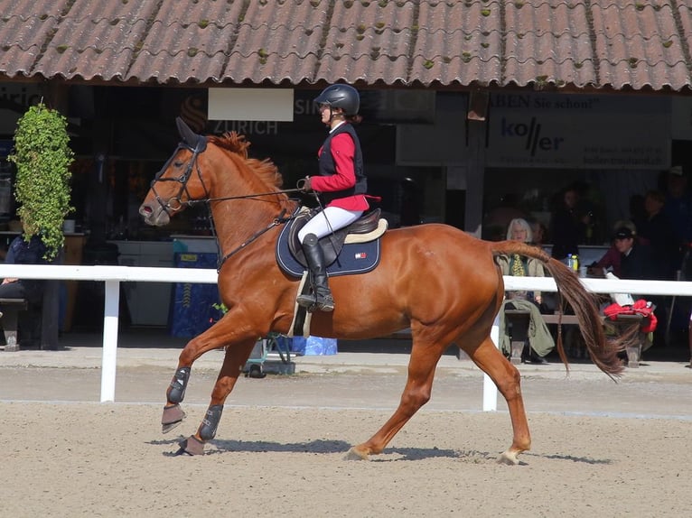 KWPN Mare 11 years 16.1 hh Chestnut-Red in Altstätten SG 2