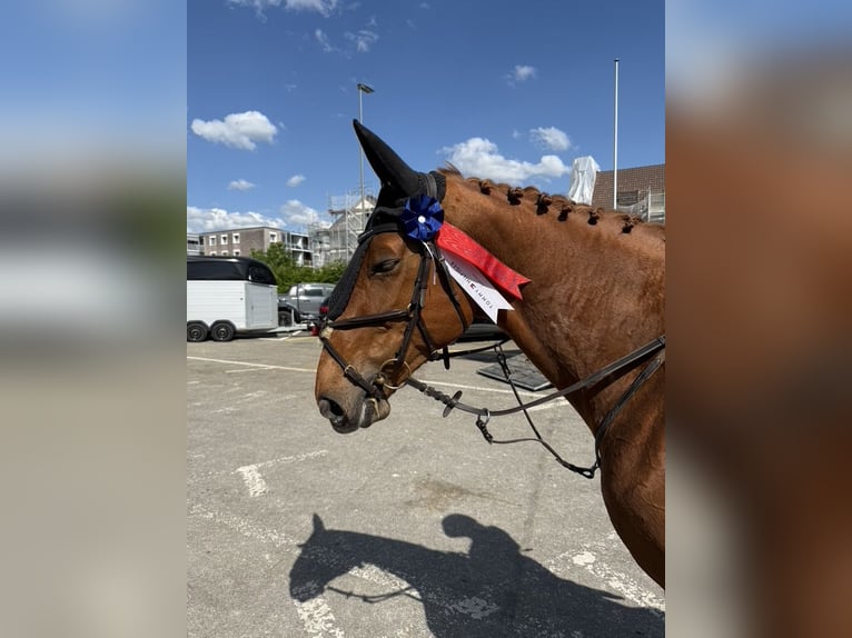 KWPN Mare 11 years 16.1 hh Chestnut-Red in Altstätten SG 2