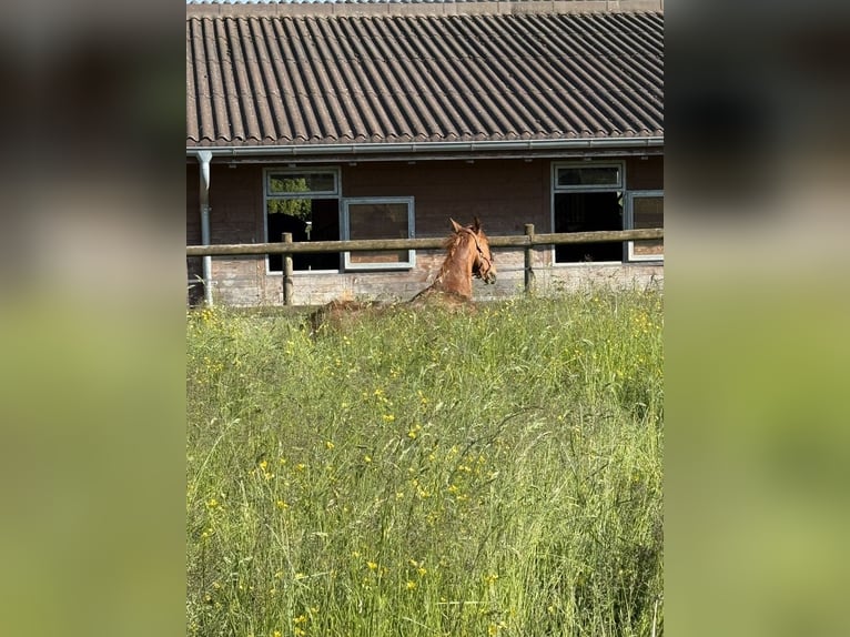 KWPN Mare 11 years 16.1 hh Chestnut-Red in Altstätten SG 2