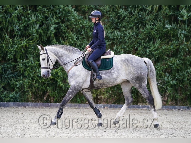 KWPN Mare 11 years 16.1 hh Grey in Prag