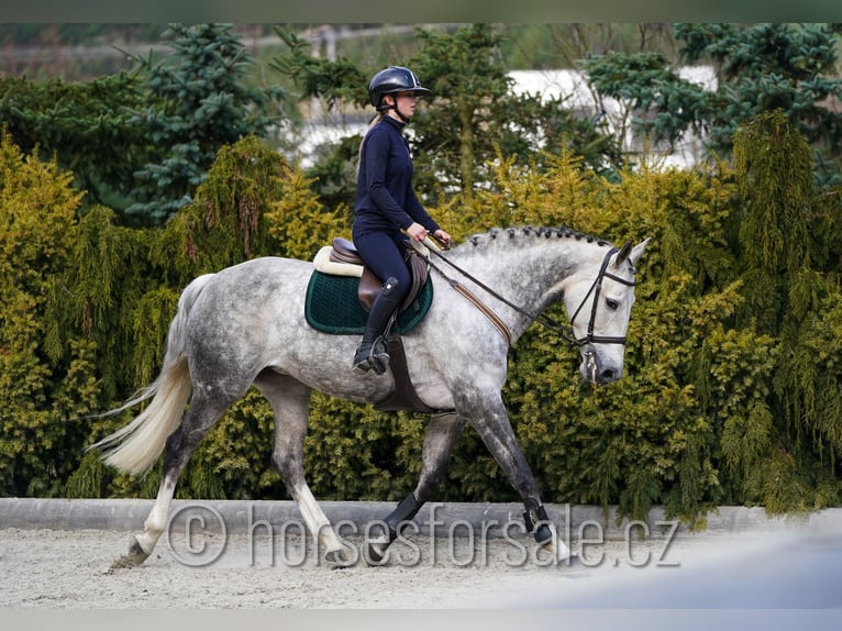 KWPN Mare 11 years 16.1 hh Grey in Prag
