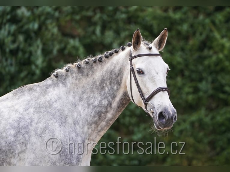 KWPN Mare 11 years 16.1 hh Grey in Prag