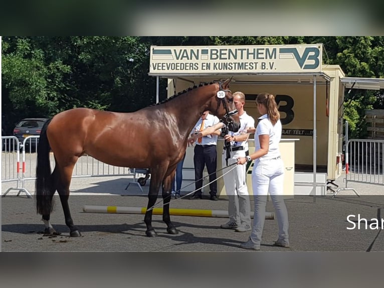KWPN Mare 11 years 16.2 hh Bay in Otterlo