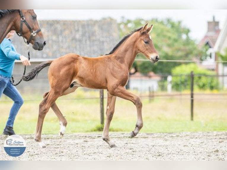 KWPN Mare 11 years 16.2 hh Brown in Hoogerheide