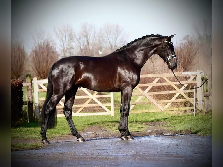 KWPN Mare 11 years 16.2 hh Brown in Hoogerheide