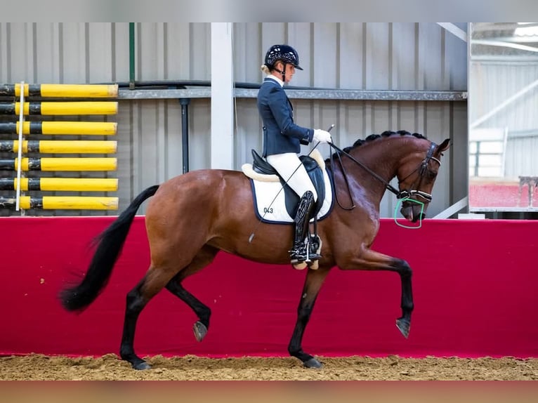 KWPN Mare 11 years 16,2 hh Brown in Terschuur