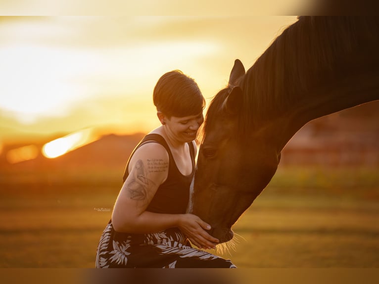 KWPN Mare 11 years 16.2 hh Brown in Ratingen