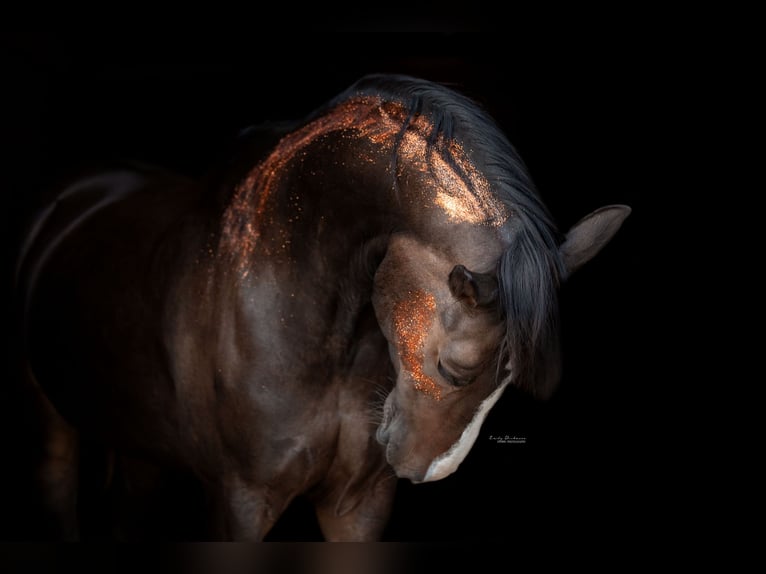 KWPN Mare 11 years 16.2 hh Brown in Ratingen