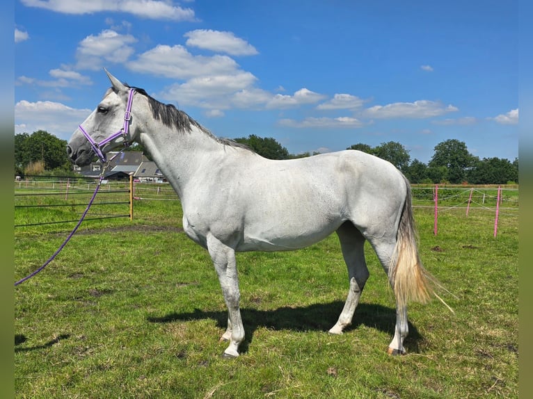 KWPN Mare 11 years 16,2 hh Gray-Fleabitten in Oosterwolde