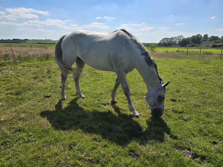 KWPN Mare 11 years 16,2 hh Gray-Fleabitten in Oosterwolde