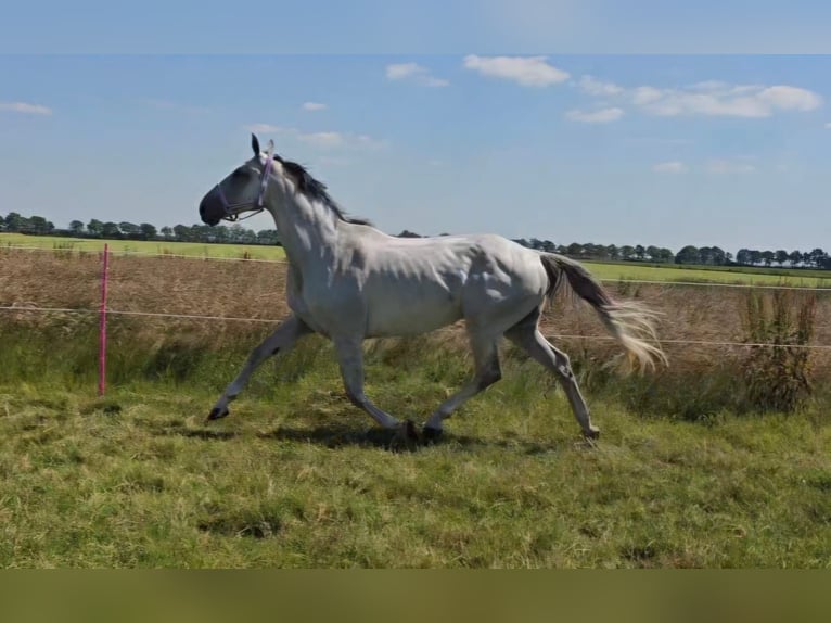 KWPN Mare 11 years 16,2 hh Gray-Fleabitten in Oosterwolde