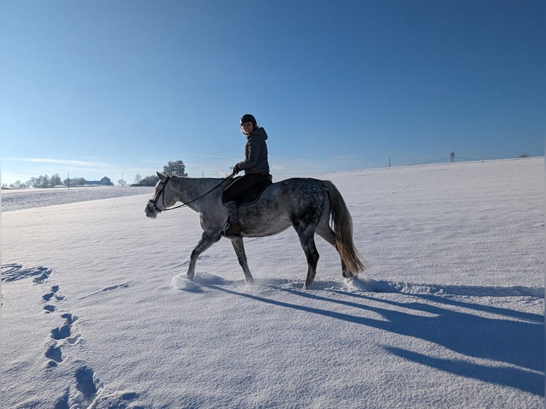KWPN Mare 11 years 16.2 hh Grey-Dapple in Donaueschingen