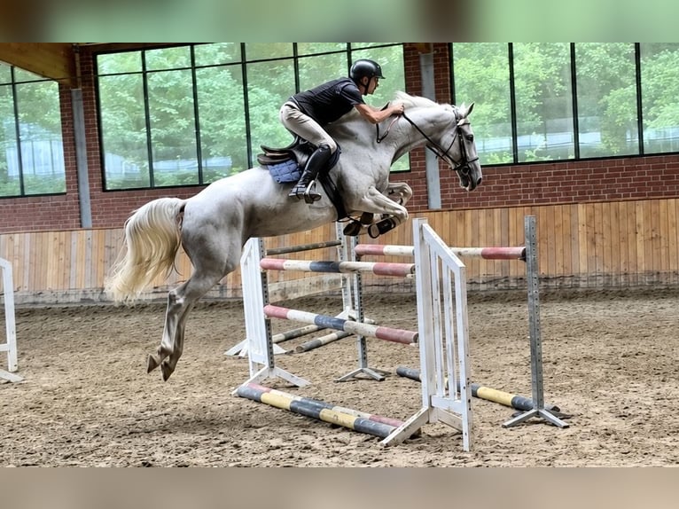 KWPN Mare 11 years 16.2 hh Grey in Ankum