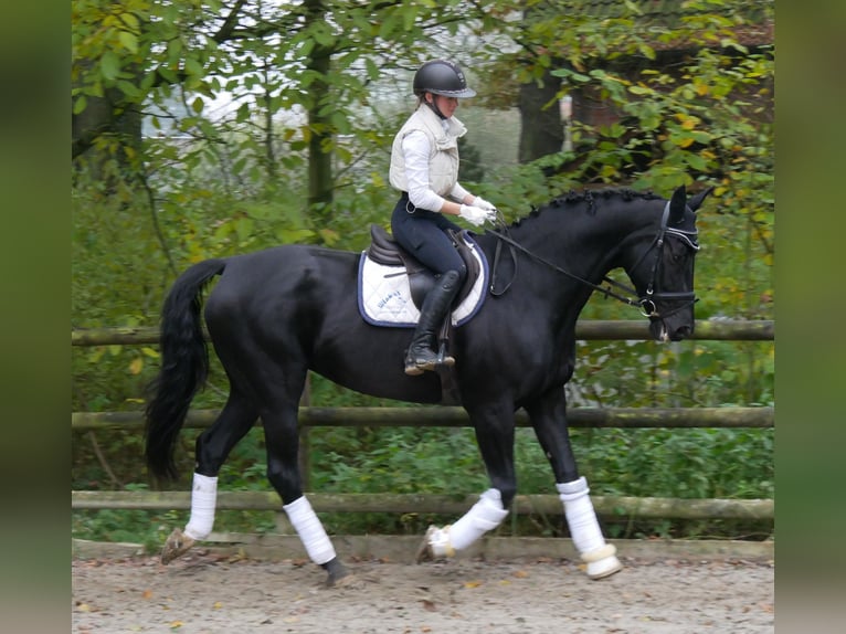 KWPN Mare 11 years 16,2 hh in Dorsten